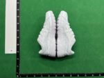 Nike P-6000 Sneakers [13 styles]