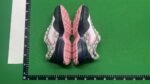 Gucci Rhyton Sneakers [6 styles]